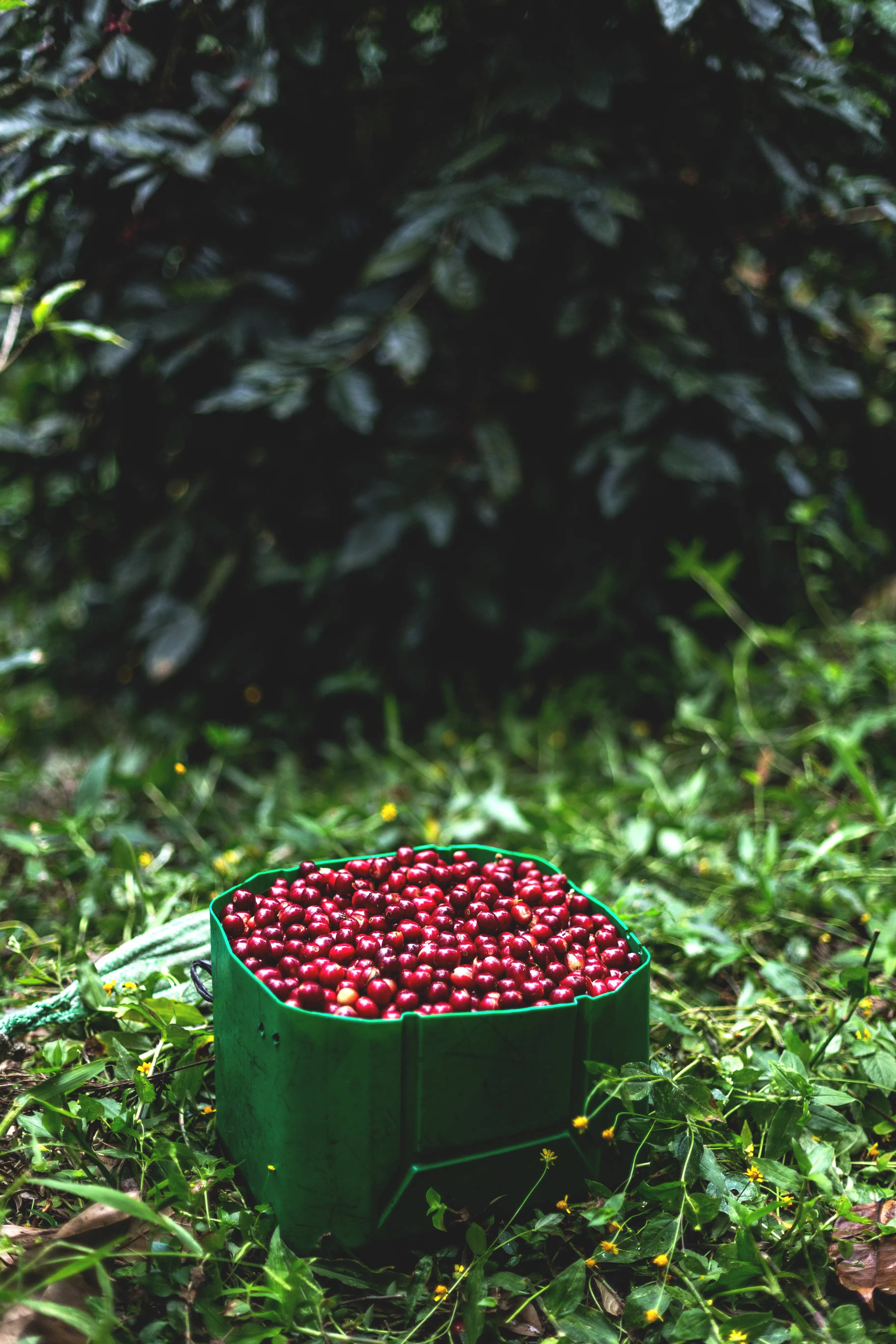 bucket of red coffee beans